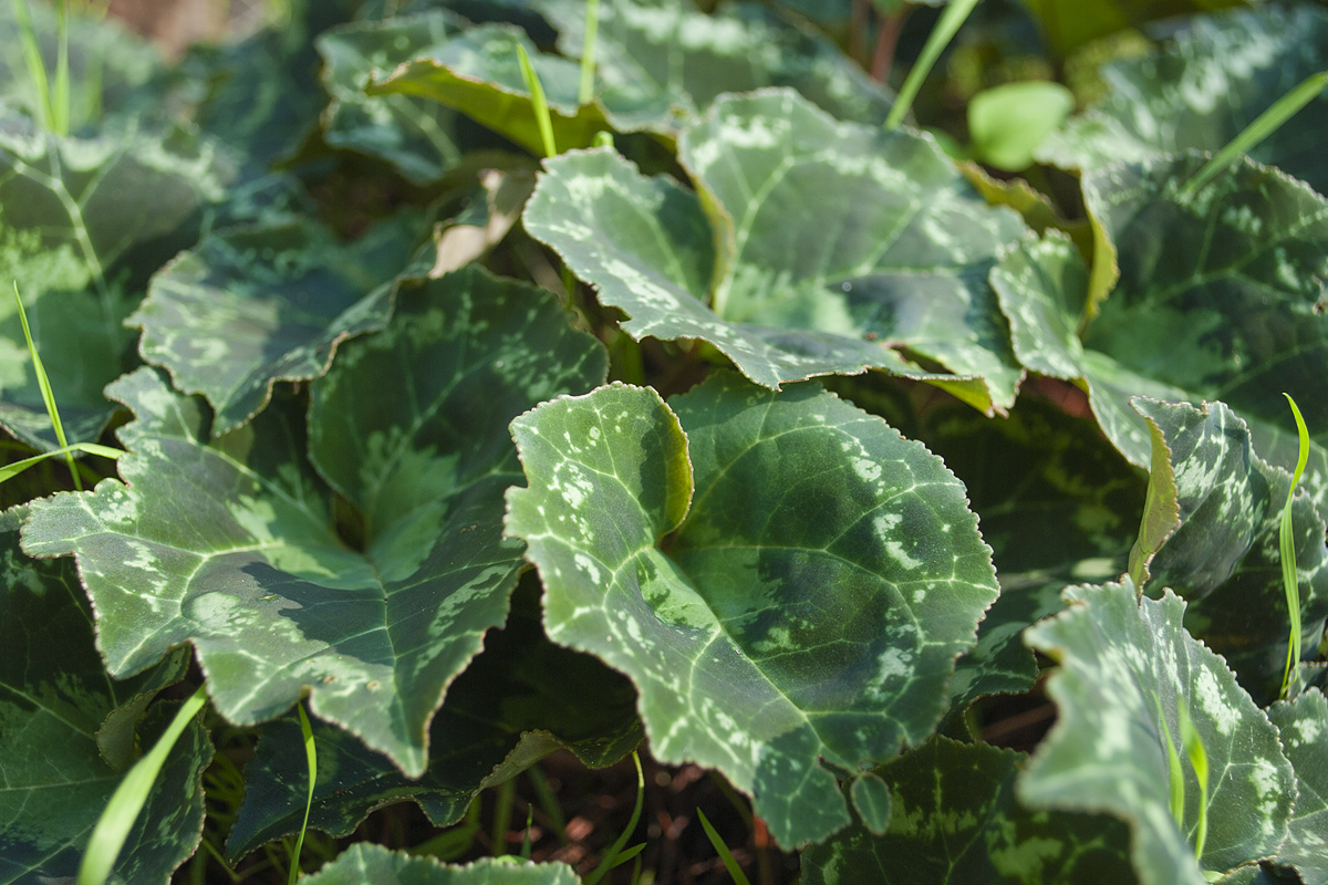 Image of Cyclamen persicum specimen.