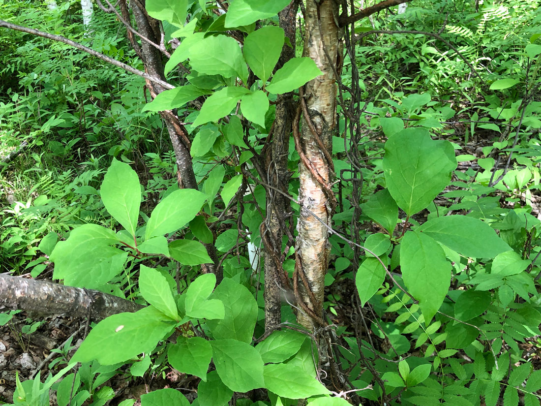 Изображение особи Schisandra chinensis.