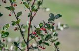 Cotoneaster melanocarpus. Часть ветви с цветком и плодами. Хакасия, Орджоникидзевский р-н, горная гряда Сундуки, скалистый участок склона. 07.06.2022.