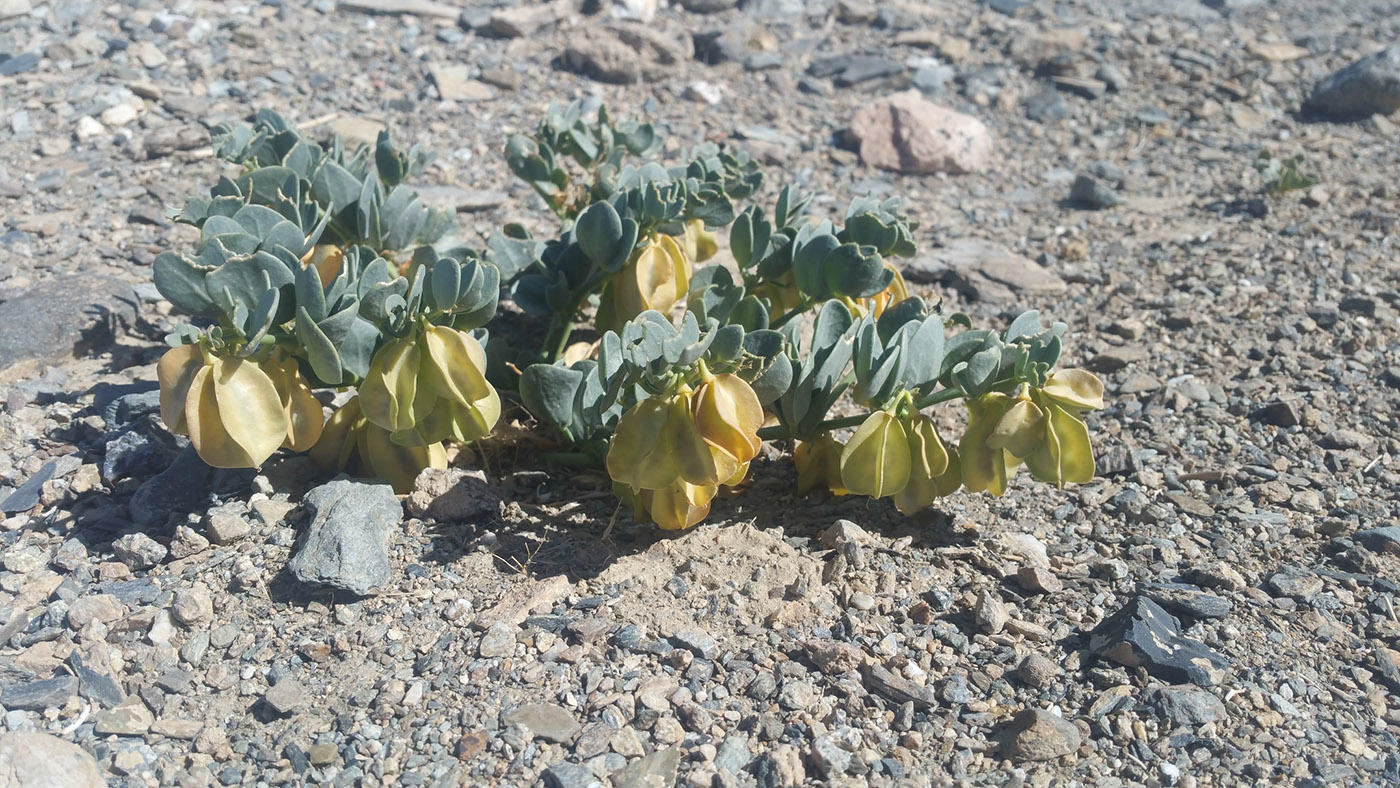 Изображение особи Zygophyllum potaninii.