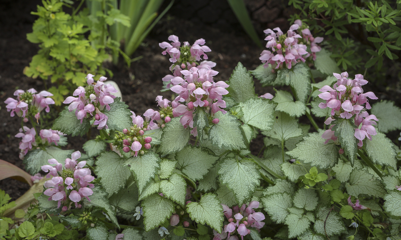 Image of Lamium maculatum specimen.