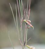 Lathyrus sphaericus