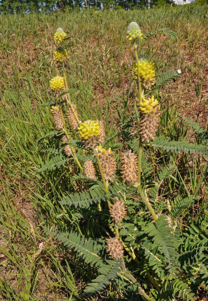 Image of Astragalus alopecurus specimen.