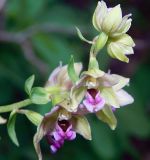 Epipactis helleborine