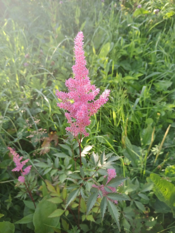 Image of genus Astilbe specimen.