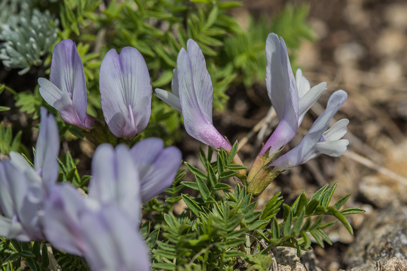 Image of Astragalus levieri specimen.