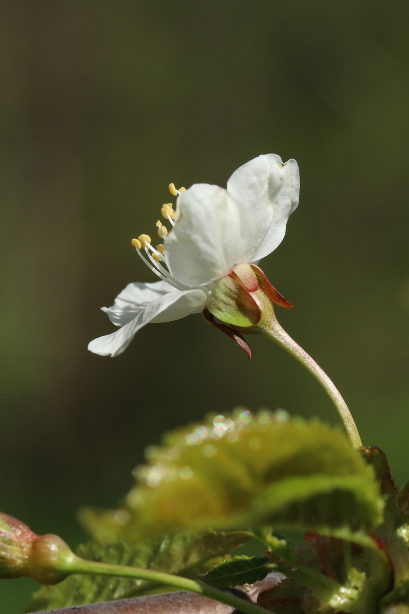 Image of Cerasus avium specimen.