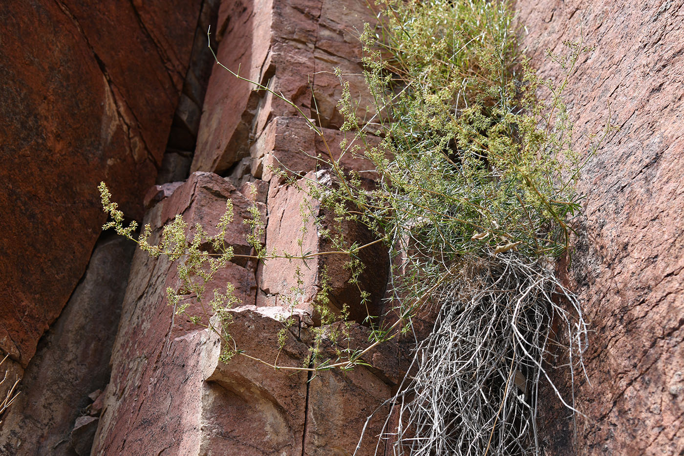 Image of Galium verum specimen.