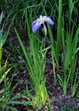 genus Iris. Цветущее растение. Грузия, Аджария, Батумский ботанический сад, в культуре. 16.06.2023.
