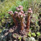 Sempervivum caucasicum. Расцветающее растение. Карачаево-Черкесия, Зеленчукский р-н, долина р. Аксаут, устье р. Кишкет 29.07.2006.