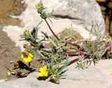 Potentilla multifida