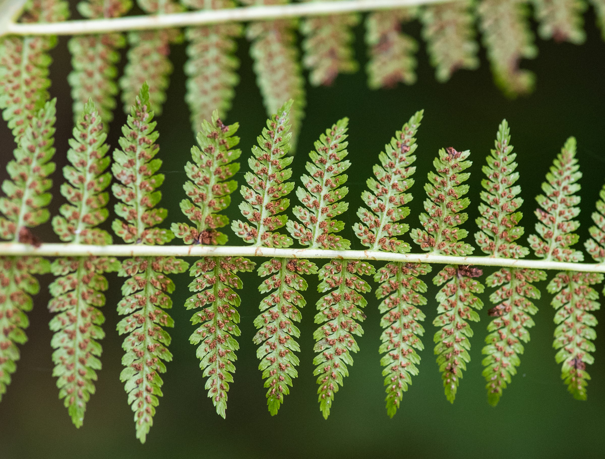 Изображение особи Athyrium monomachii.