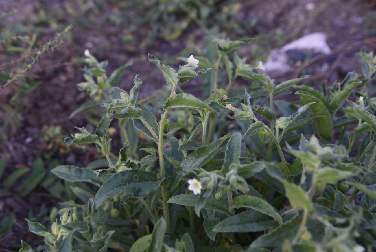 Изображение особи Nonea lutea.