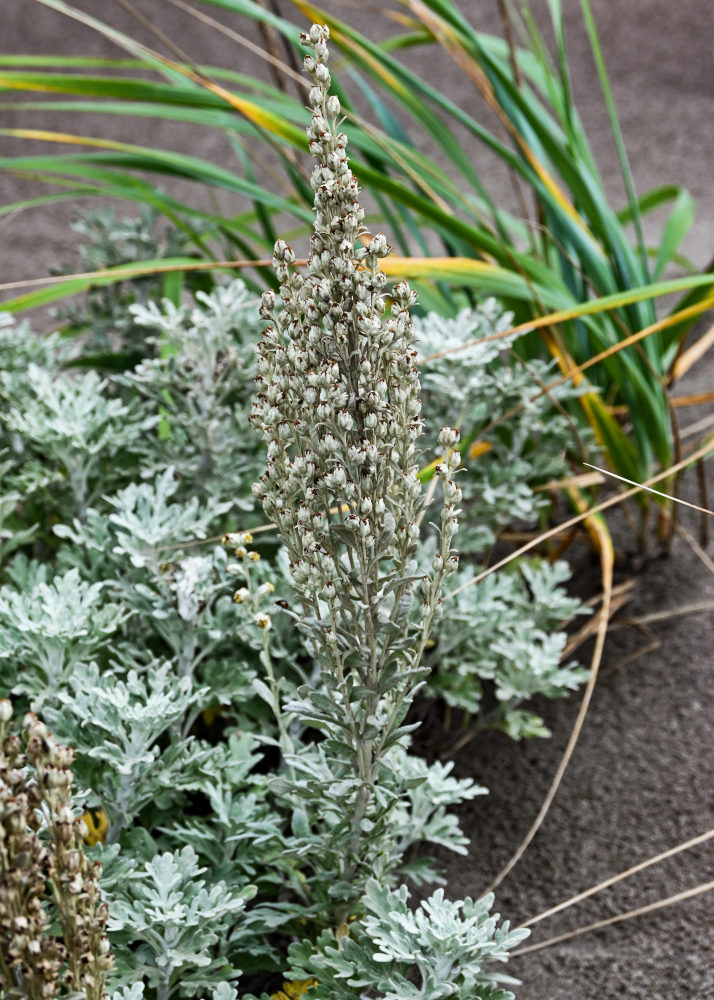 Image of Artemisia stelleriana specimen.