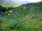 Смотреть изображение Ranunculus pinnatisectus