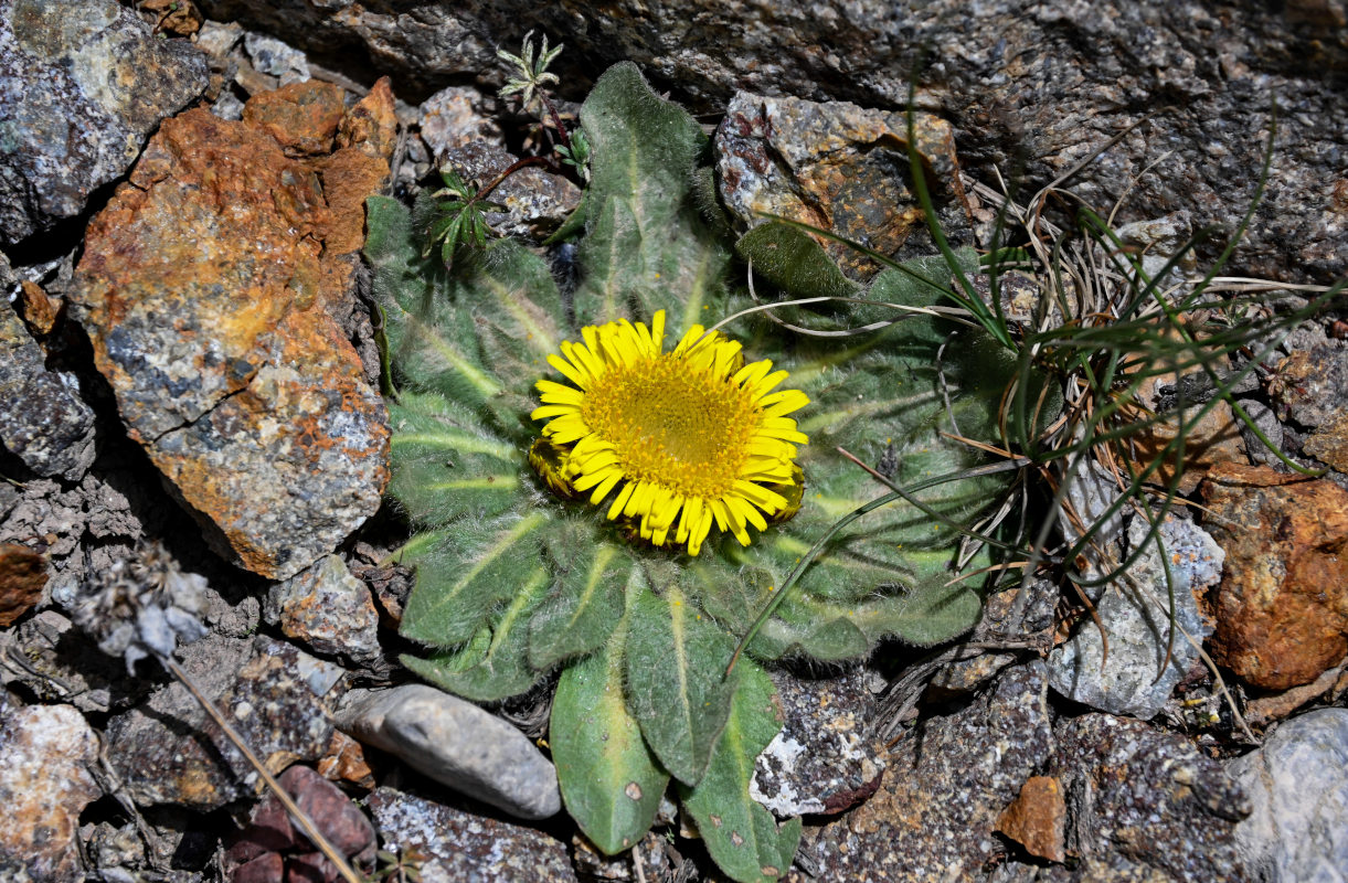 Image of Inula rhizocephala specimen.