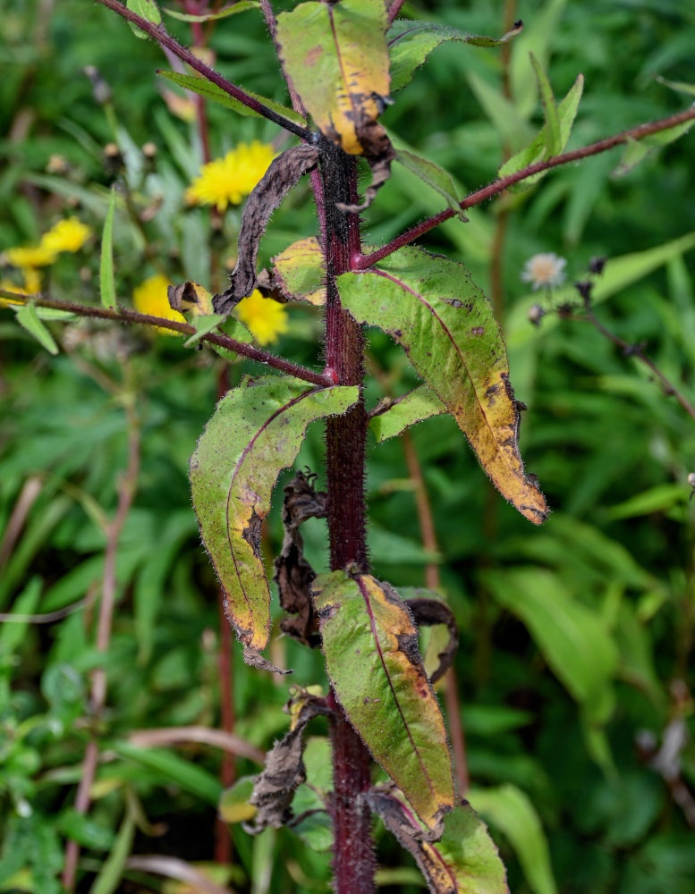 Image of Picris japonica specimen.