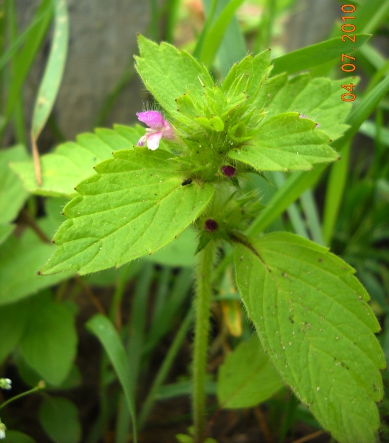 Изображение особи Galeopsis bifida.