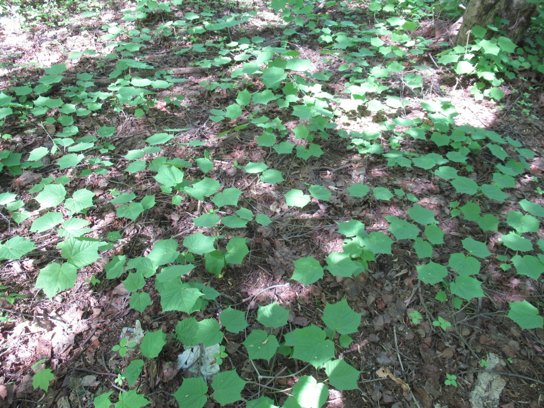 Image of Acer tegmentosum specimen.