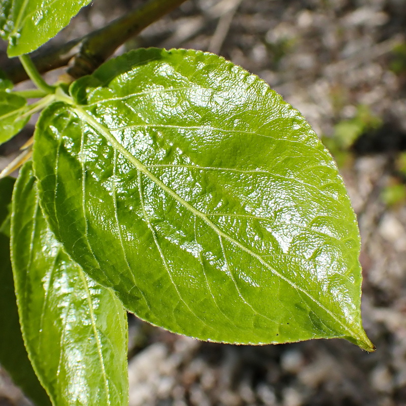 Изображение особи Populus suaveolens.