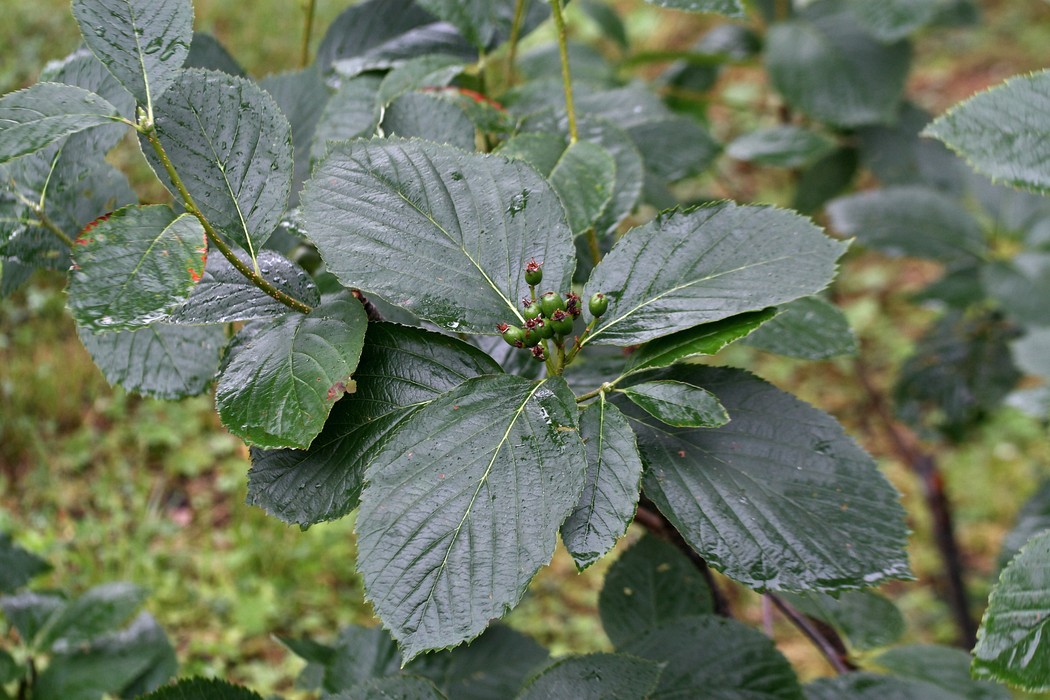 Изображение особи Sorbus buschiana.