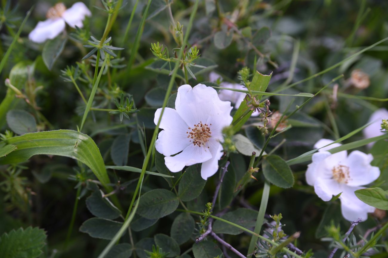 Image of genus Rosa specimen.