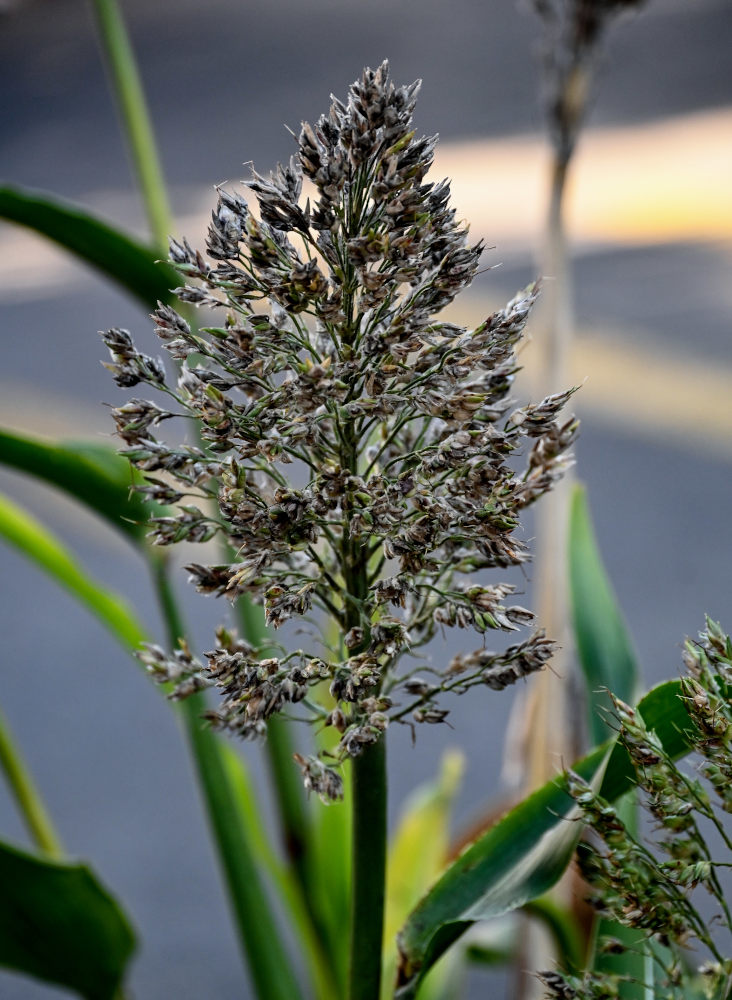 Image of Sorghum bicolor specimen.