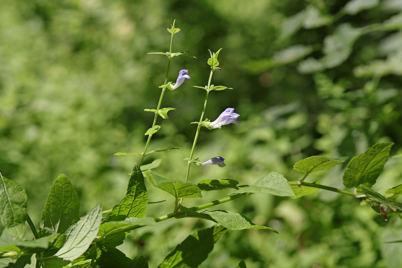 Изображение особи Scutellaria galericulata.