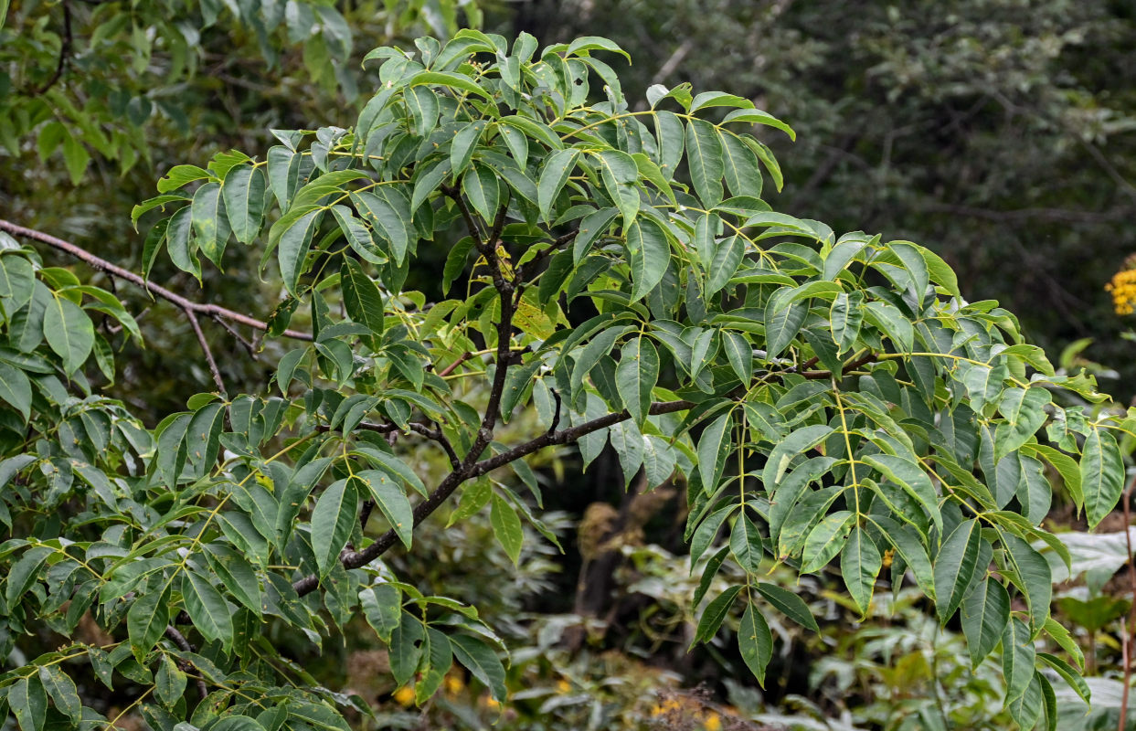 Изображение особи род Fraxinus.