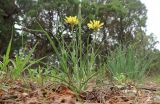 Tragopogon brevirostris