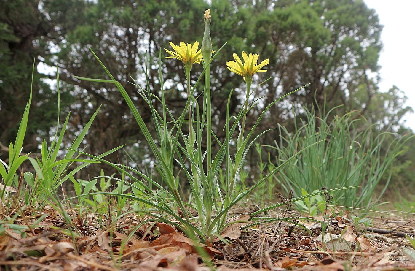 Image of Tragopogon brevirostris specimen.