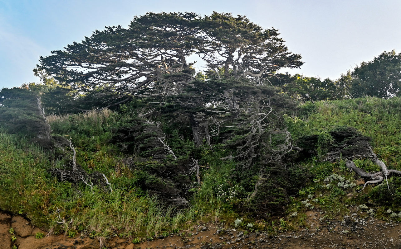 Image of Larix kamtschatica specimen.