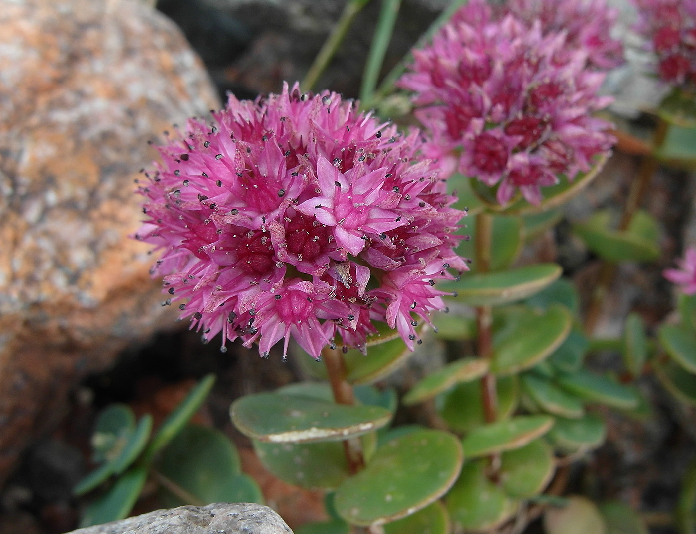 Изображение особи Hylotelephium ewersii.