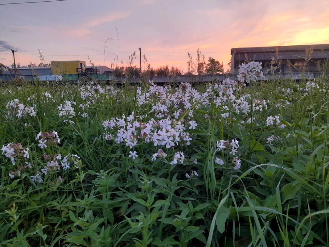 Изображение особи Saponaria officinalis.