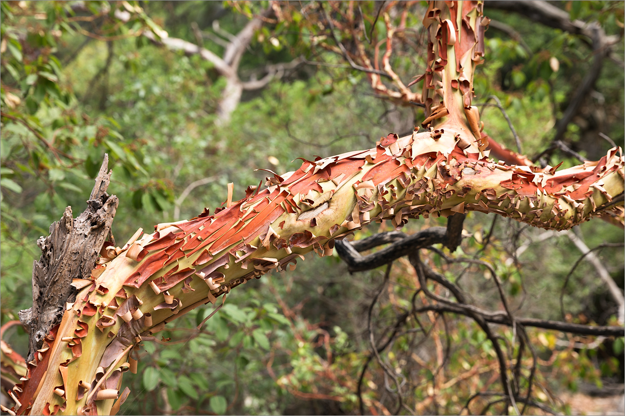 Изображение особи Arbutus andrachne.