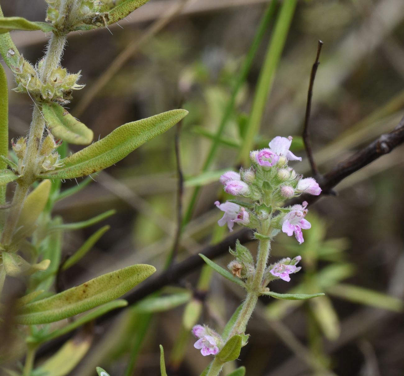 Изображение особи род Thymus.