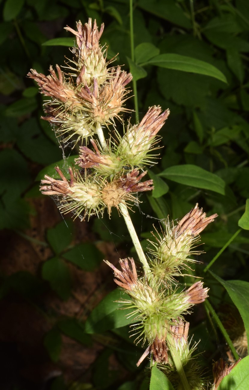 Изображение особи Cousinia umbrosa.