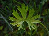 Ranunculus acris. Лист. Московская обл., Раменский р-н, окр. дер. Хрипань, садовый участок. 21.05.2024.