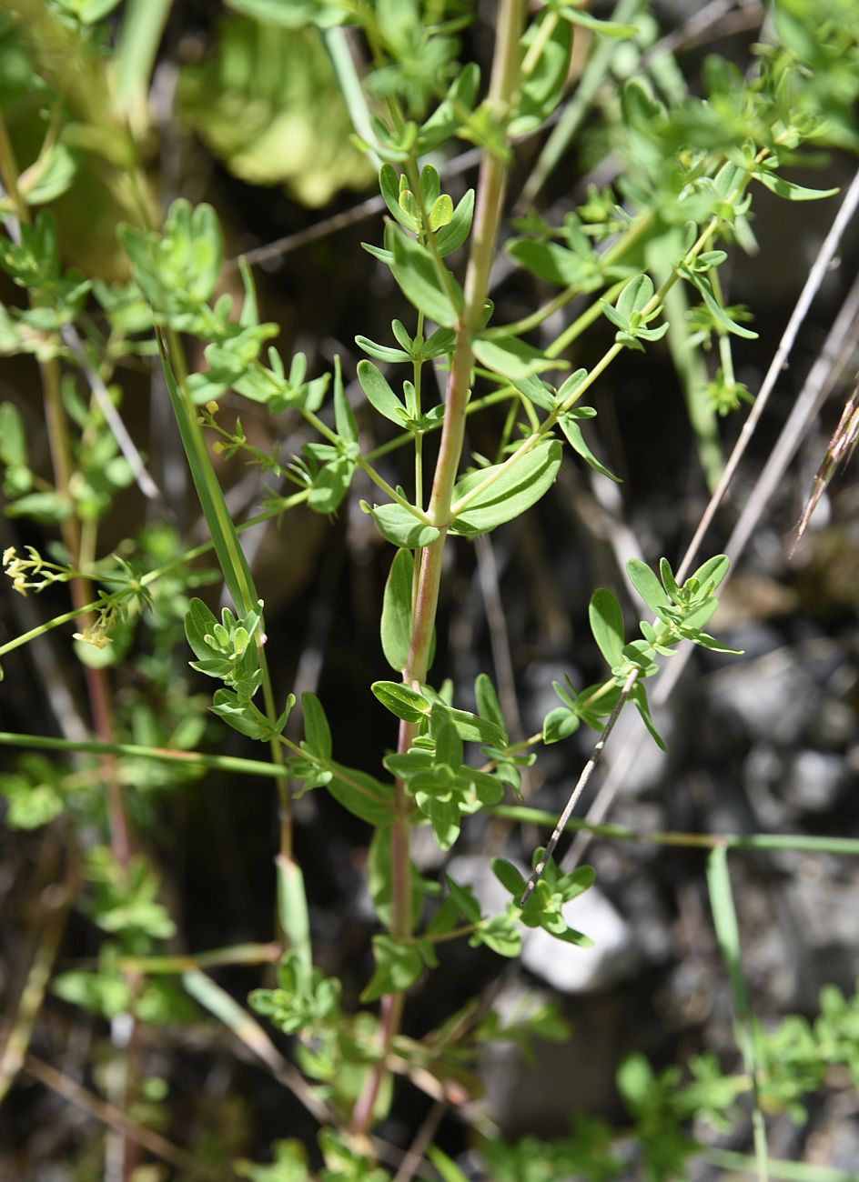 Изображение особи Hypericum perforatum.