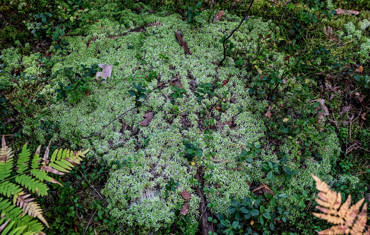 Image of genus Sphagnum specimen.