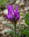 Фото Astragalus onobrychis