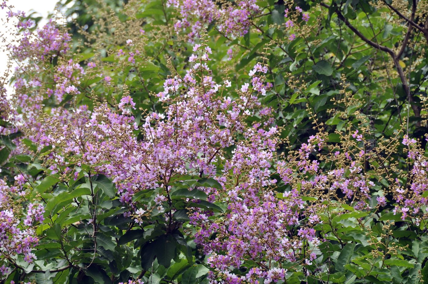 Image of Lagerstroemia speciosa specimen.