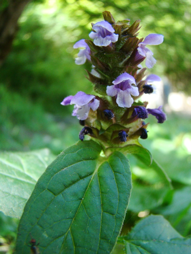 Image of Prunella vulgaris specimen.