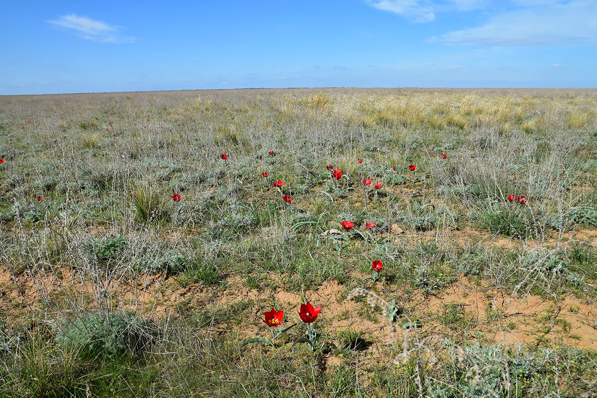 Image of Tulipa suaveolens specimen.