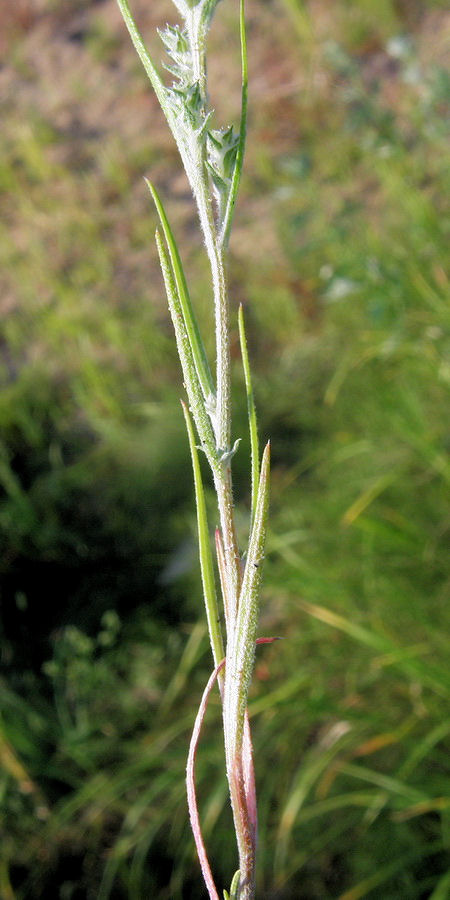 Изображение особи Corispermum elongatum.