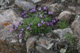 View full-size image genus Astragalus