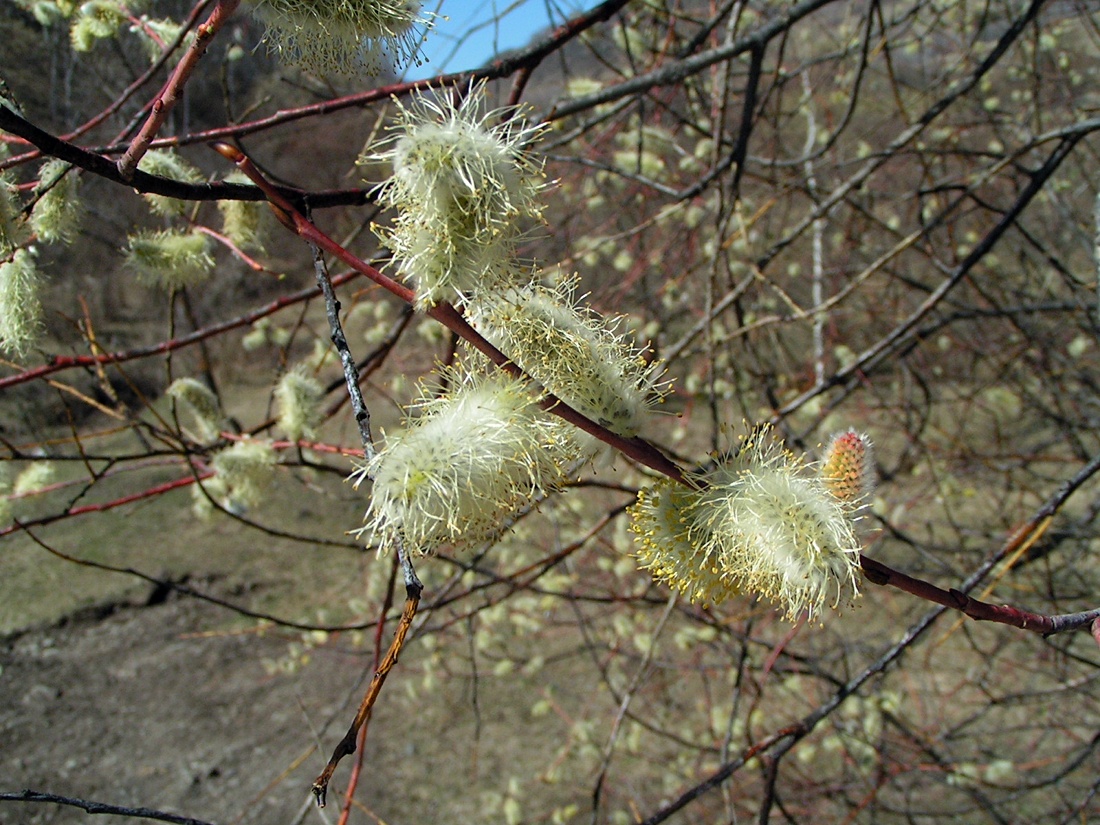 Изображение особи Salix rorida.