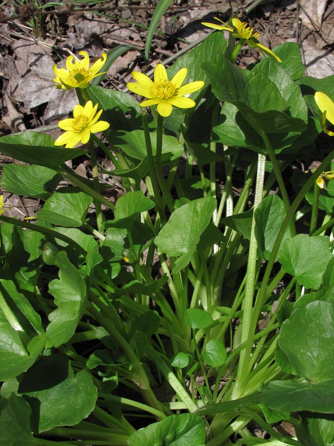 Image of Ficaria calthifolia specimen.