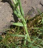 Смотреть изображение Tragopogon albinervis