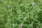 View full-size image genus Thalictrum